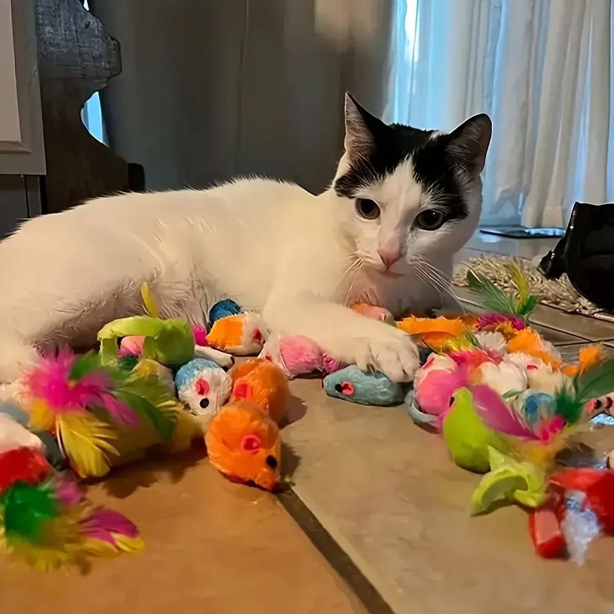 Cat Toy Variety Pack — 14/28/56 Pcs Interactive Kitten Toys - Image 3