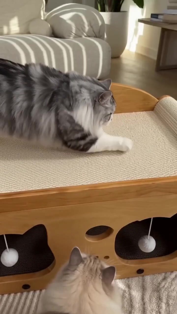 Viral 2-in-1 cat bed and scratcher on TikTok
