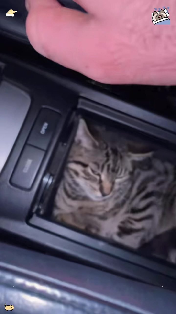 Cat sleeping anywhere on TikTok