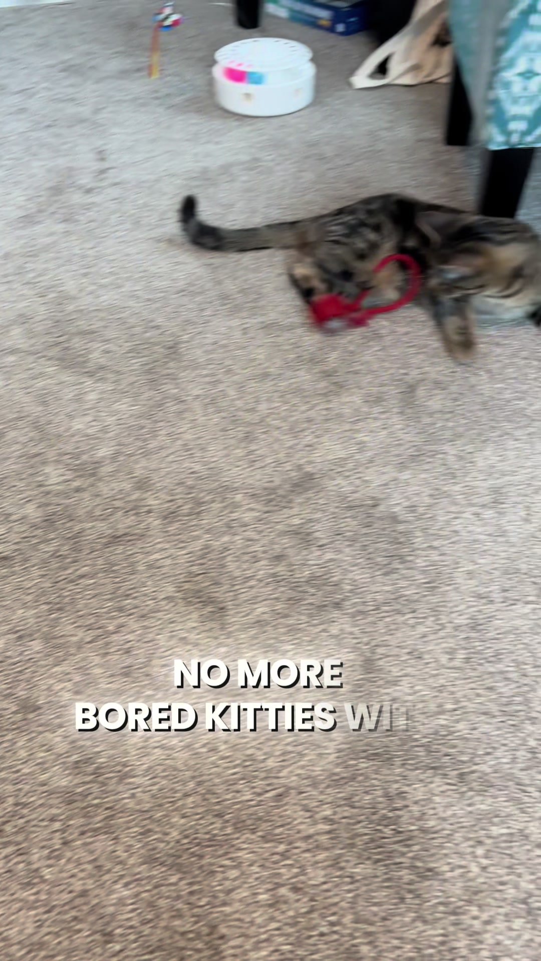 Cat playing with interactive ball on TikTok