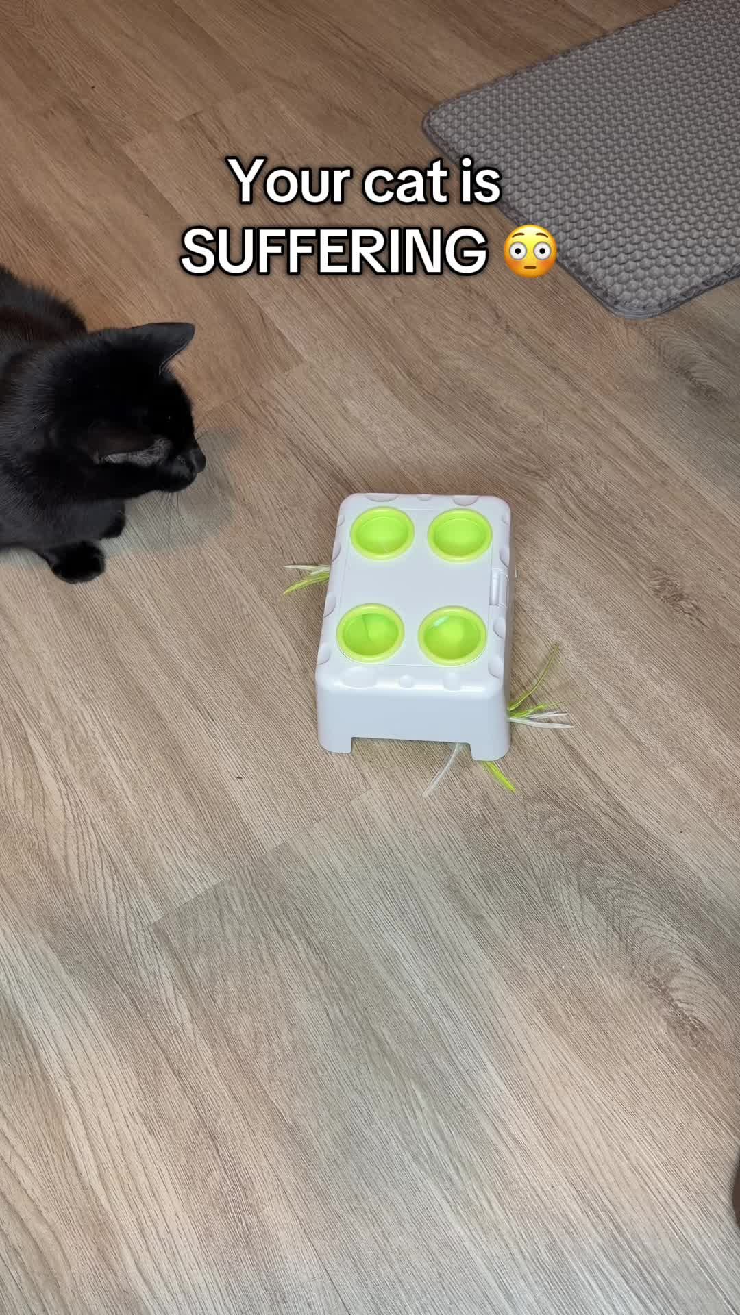 Cat toy on TikTok